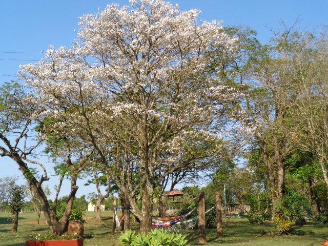 Pousada Fazenda Buracao Mococa Exteriör bild